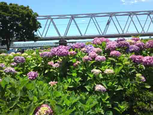 京成電車鉄橋と紫陽花