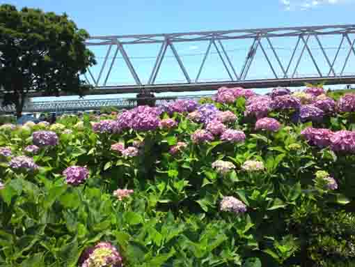 ajisai flowers and the bridge