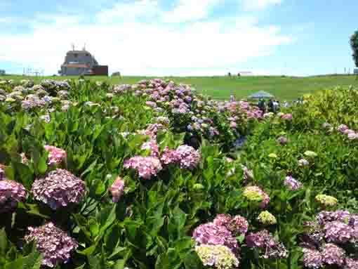 ajisai flowers blooming under the bank