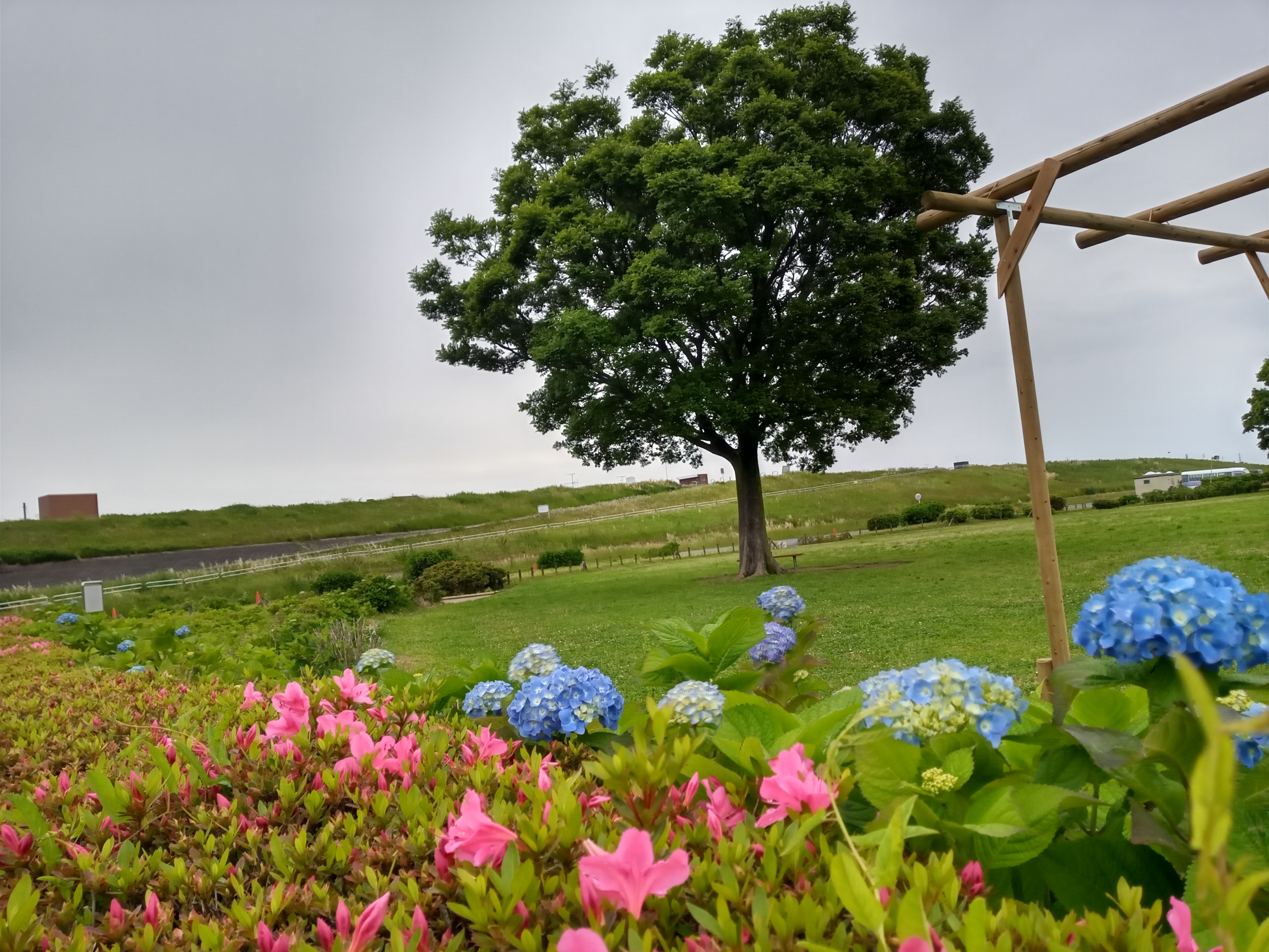 令和５年小岩菖蒲園で開花した紫陽花２