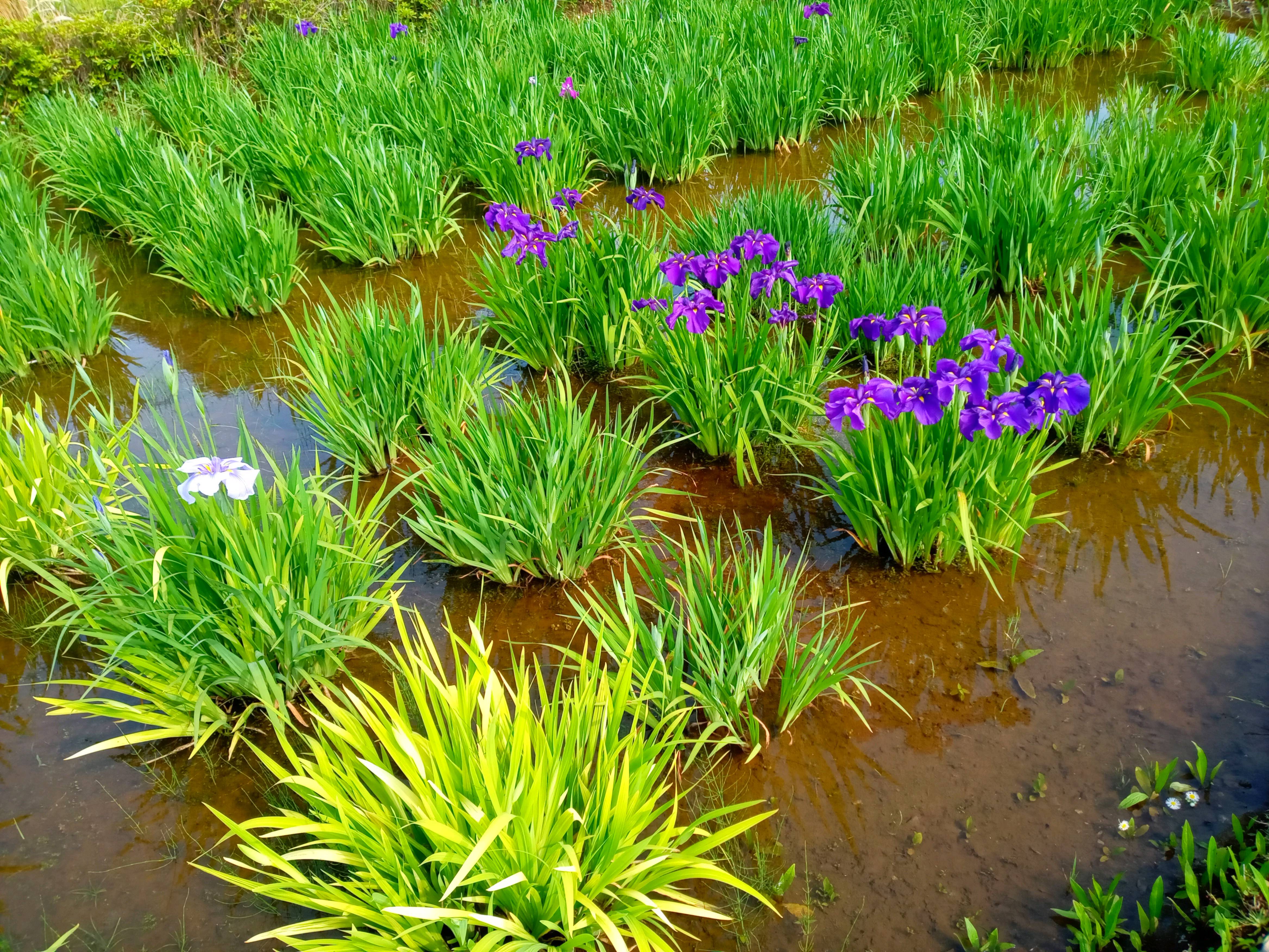 令和５年小岩菖蒲園の咲き始めの菖蒲の花２