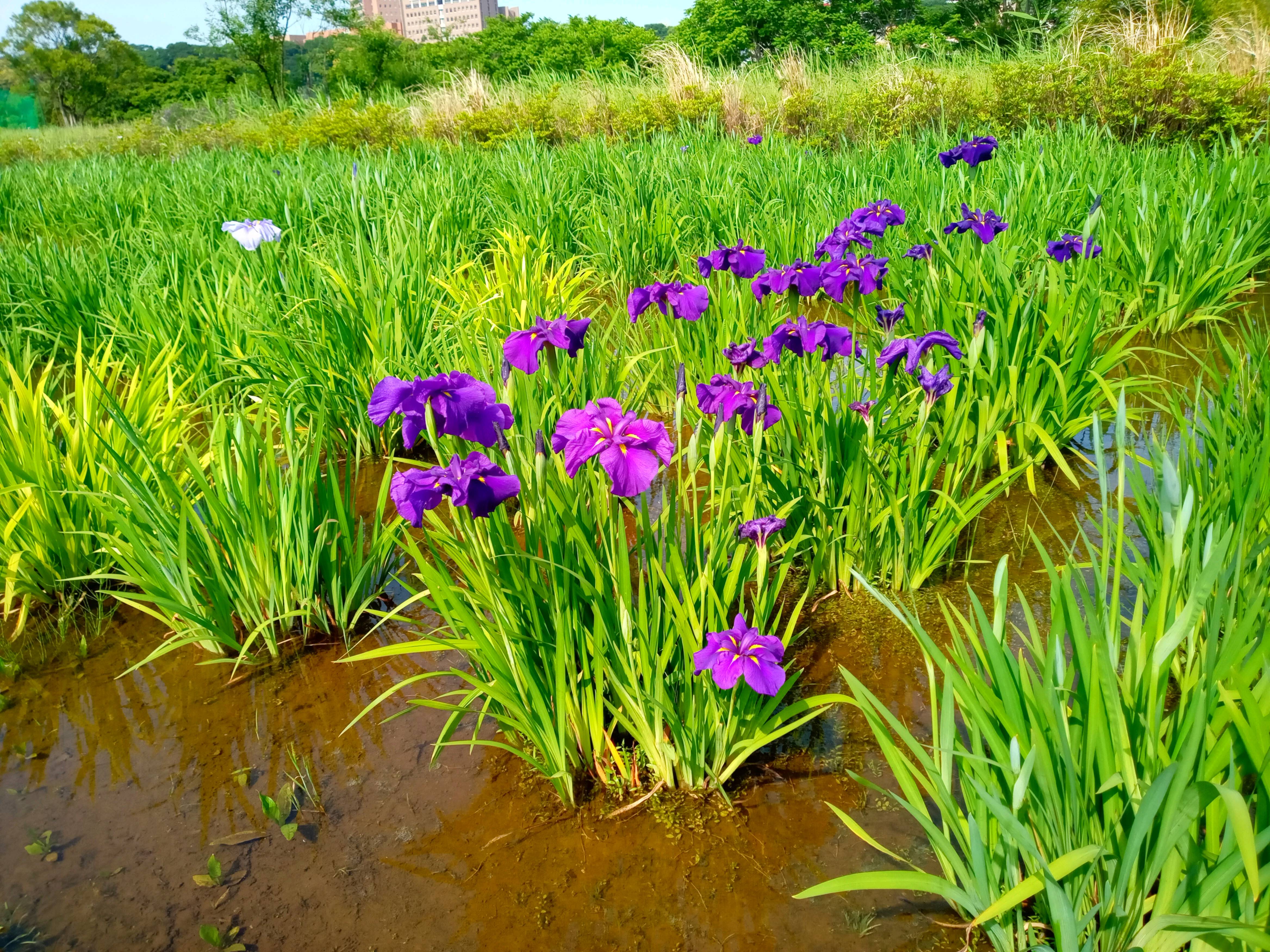 令和５年小岩菖蒲園の咲き始めの菖蒲の花３