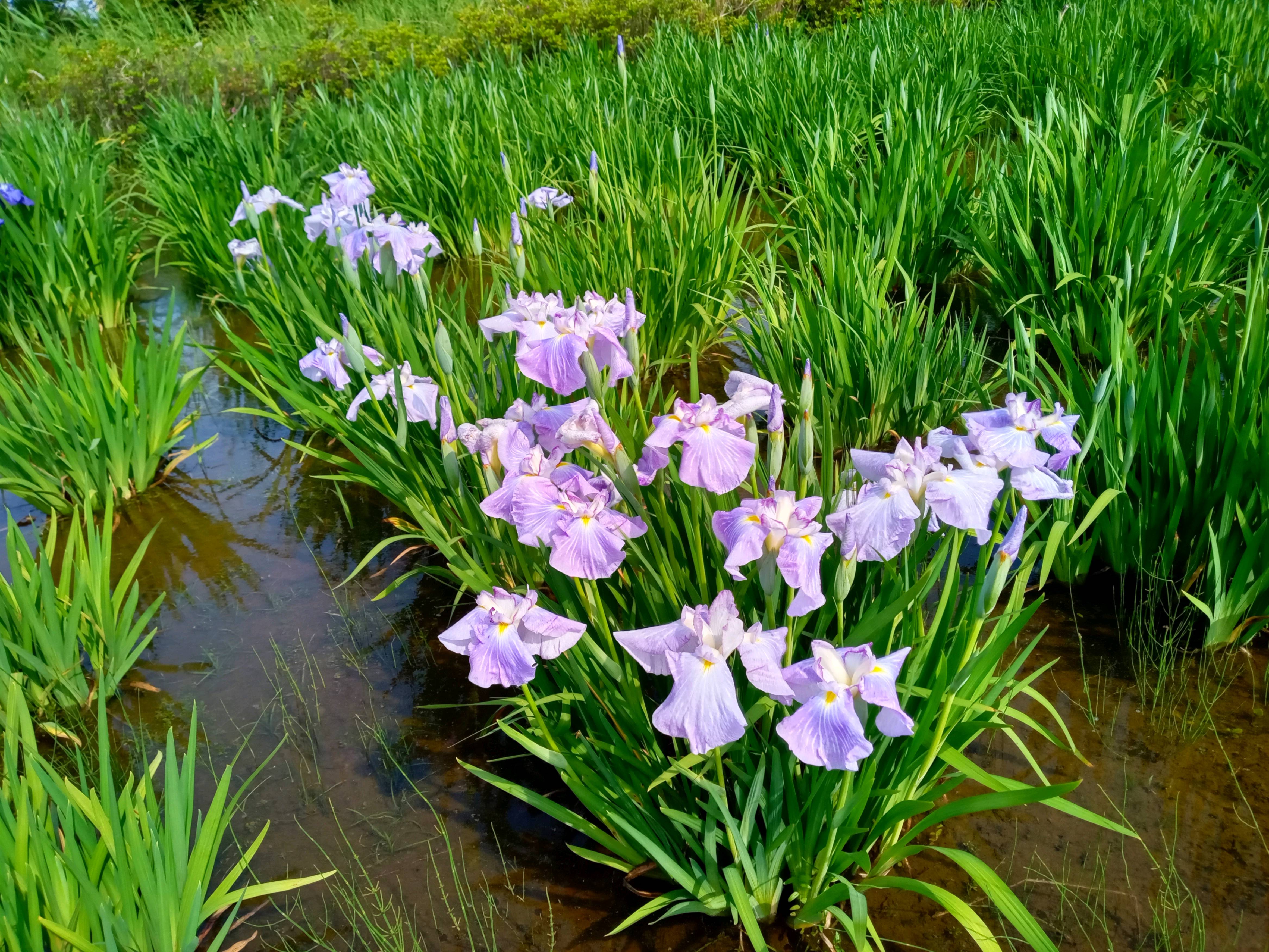 令和５年小岩菖蒲園の咲き始めの菖蒲の花４