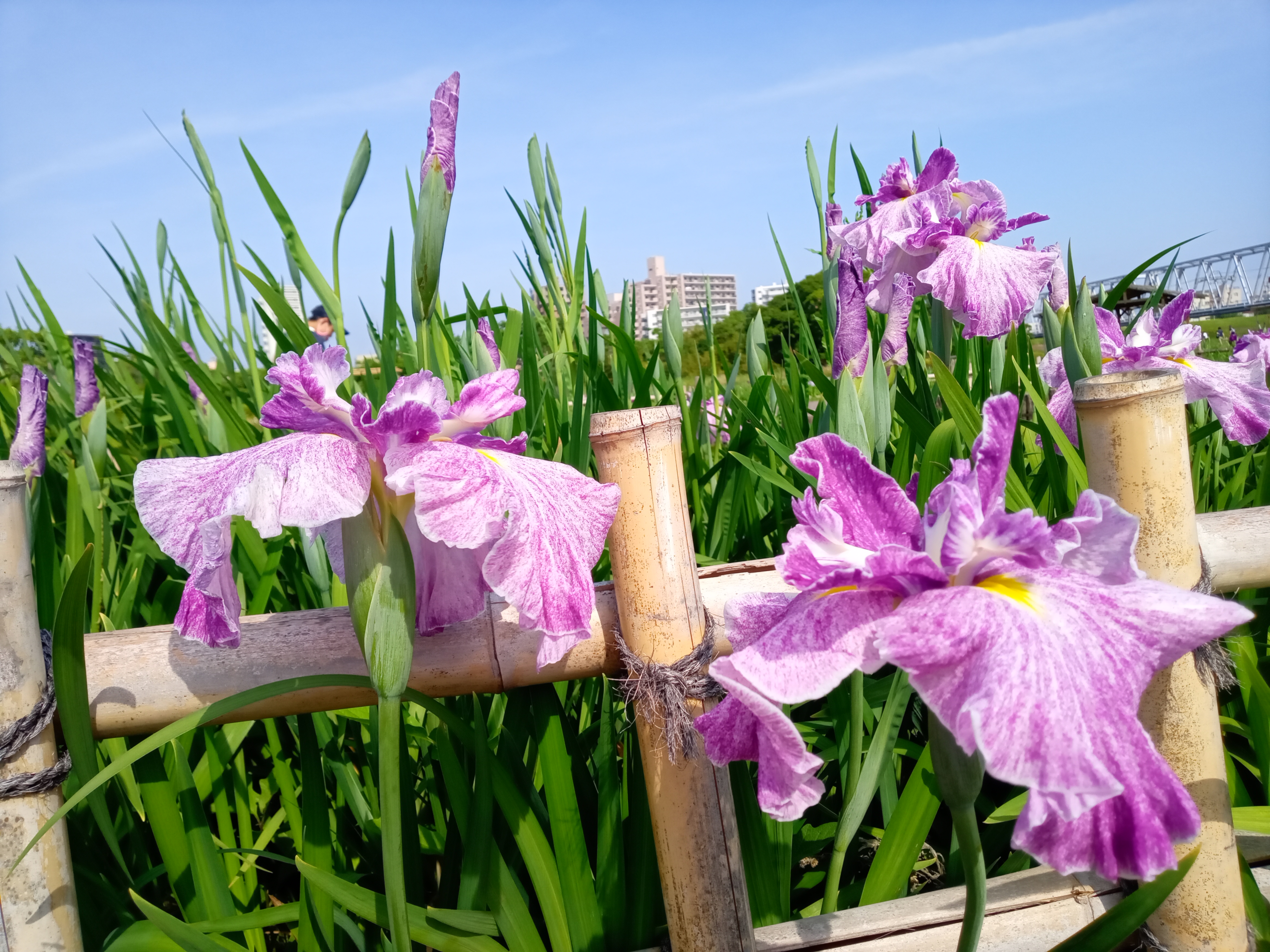 令和５年小岩菖蒲園の咲き始めの菖蒲の花５