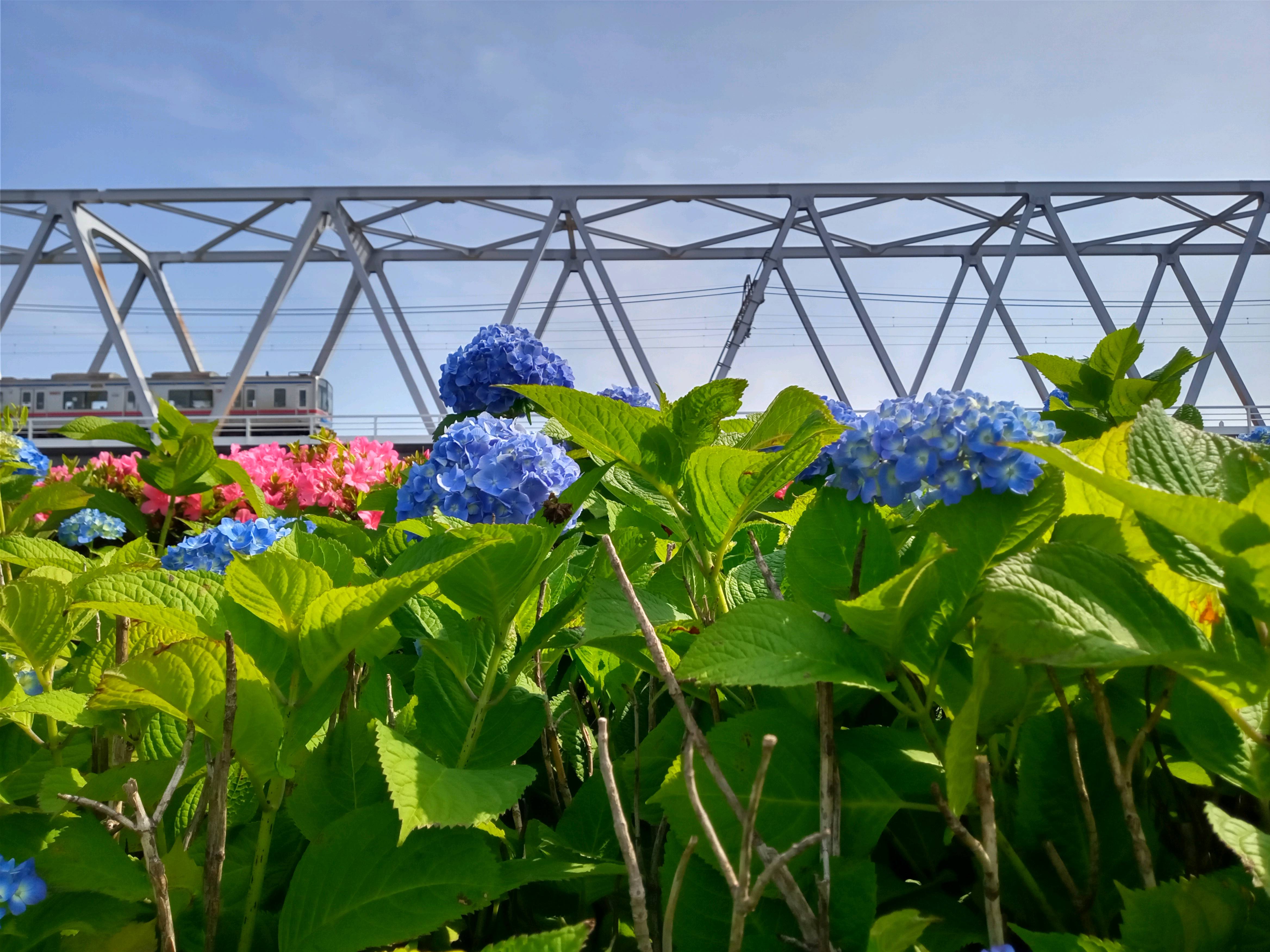 令和５年小岩菖蒲園に咲く青い紫陽花１