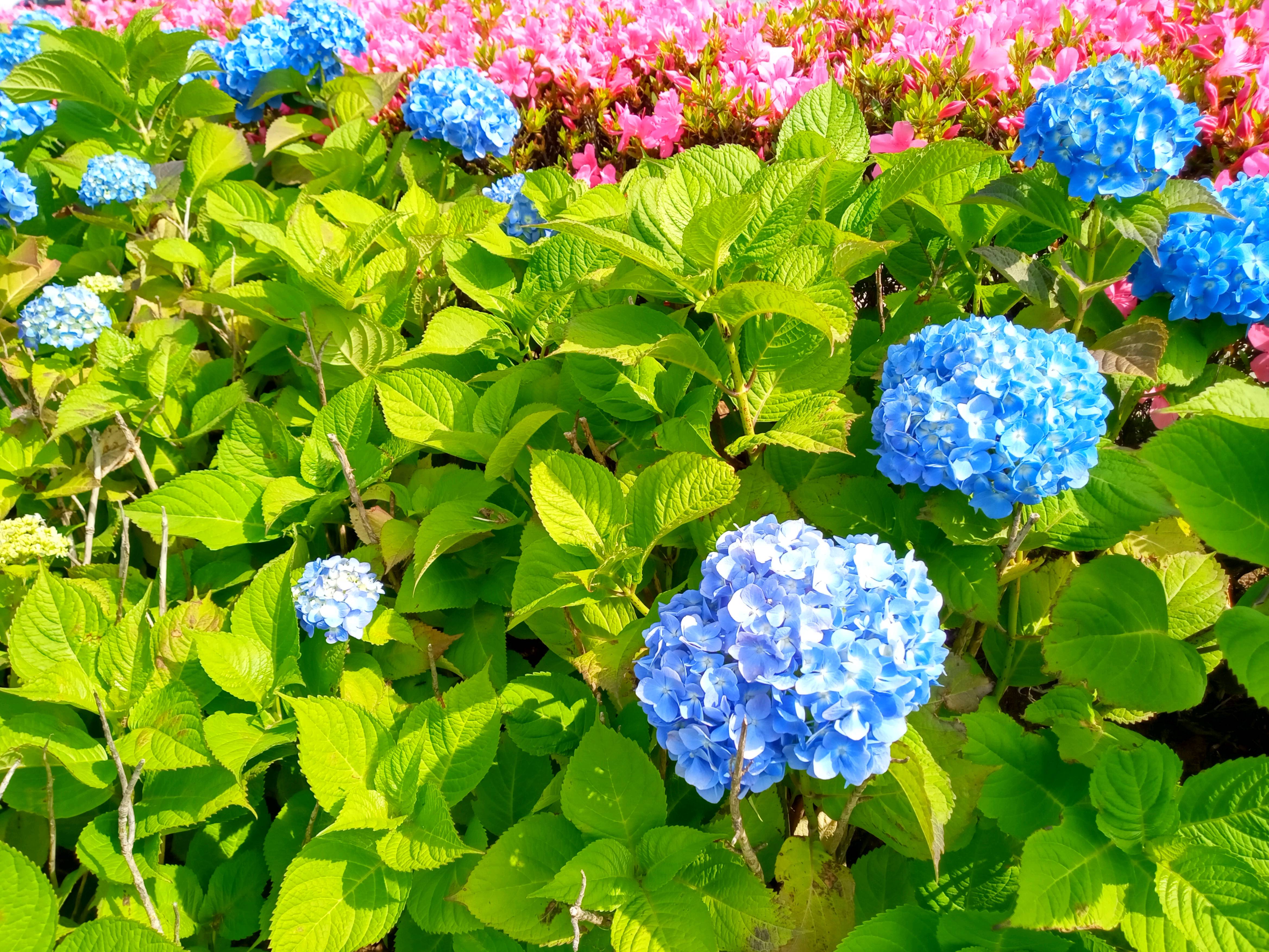 令和５年小岩菖蒲園に咲く青い紫陽花３