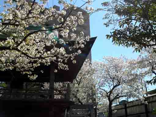 令和２年安楽寺の白い桜�C