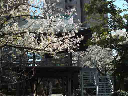 令和２年安楽寺の白い桜�B