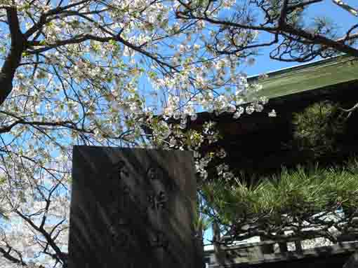 令和２年安楽寺の白い桜�A
