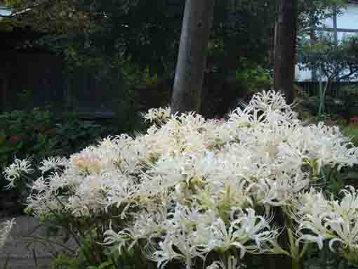 令和２年安世院境内に咲く白い彼岸花