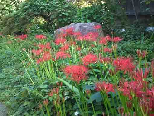 令和２年安世院境内に咲く赤い彼岸花