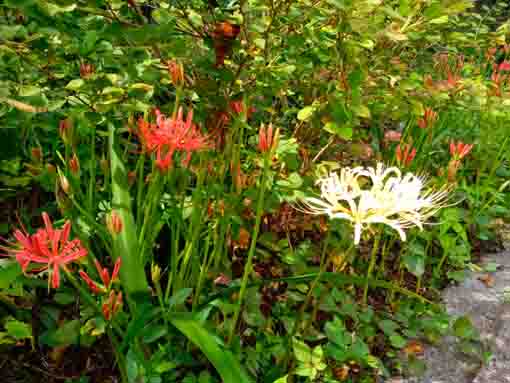令和３年安世院に咲くマンジュシャゲの花々３