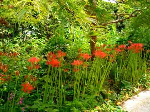 令和３年安世院に咲くマンジュシャゲの花々４
