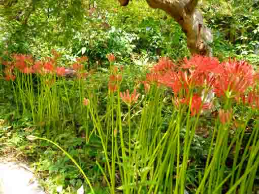 令和３年列をなして咲くマンジュシャゲの花