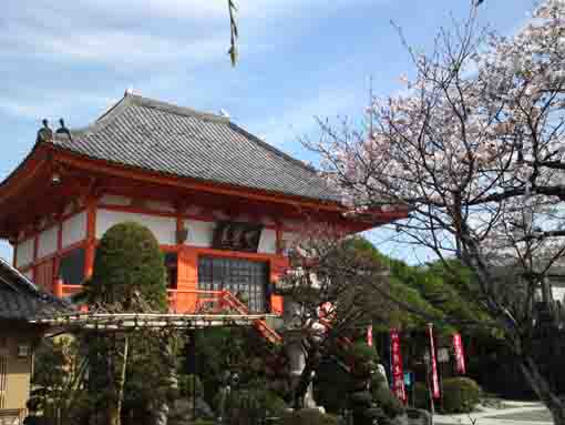 cherry blossoms blooming in Anyoji Temple