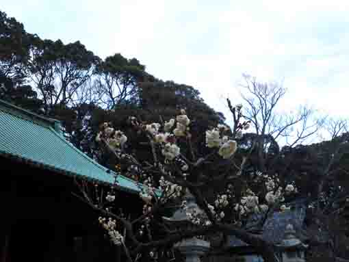 成満会の日に咲く法華経寺の白梅