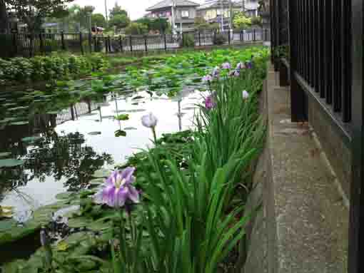 violet irises in Hokekyoji