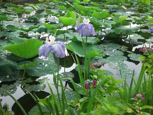 竜王池に咲く菖蒲と紫陽花