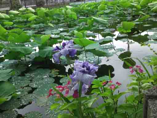 青い菖蒲と赤い紫陽花の咲く竜王池