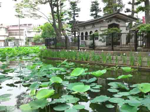 lotus and irises in Hokekyoji