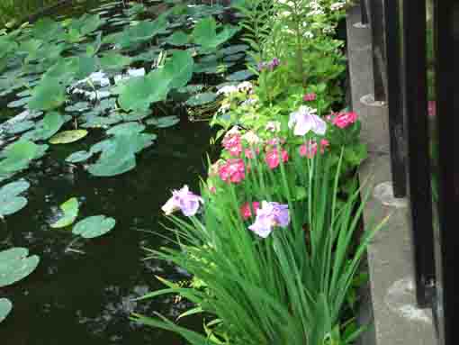 pink irises in Hokekyoji