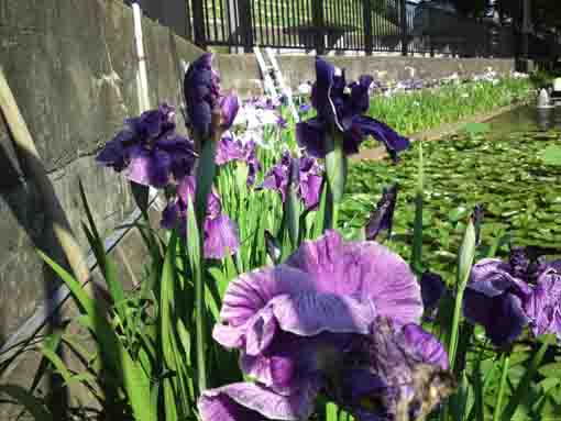 竜王池に咲く青紫色の菖蒲