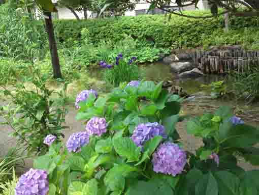 一之江境川親水公園の菖蒲と紫陽花