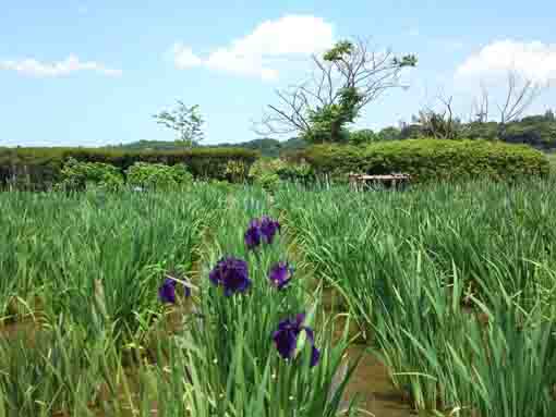 小岩菖蒲園