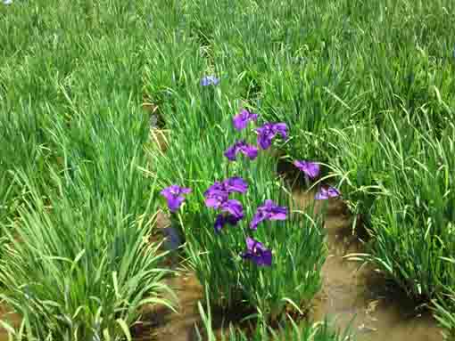 小岩菖蒲園の紫色のアヤメ