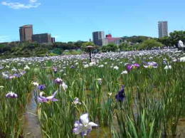 irises blooming in Koiwa Iris Garden