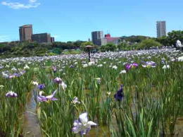 buildings over the iris garden