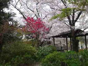 妙行寺境内の春の花々