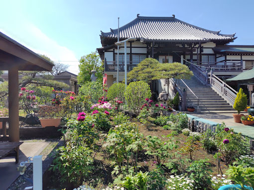 令和８年鹿骨圓勝院の牡丹園