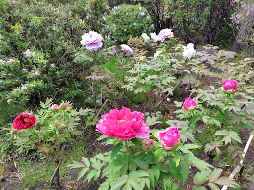 令和８年行船公園に咲く牡丹の花１