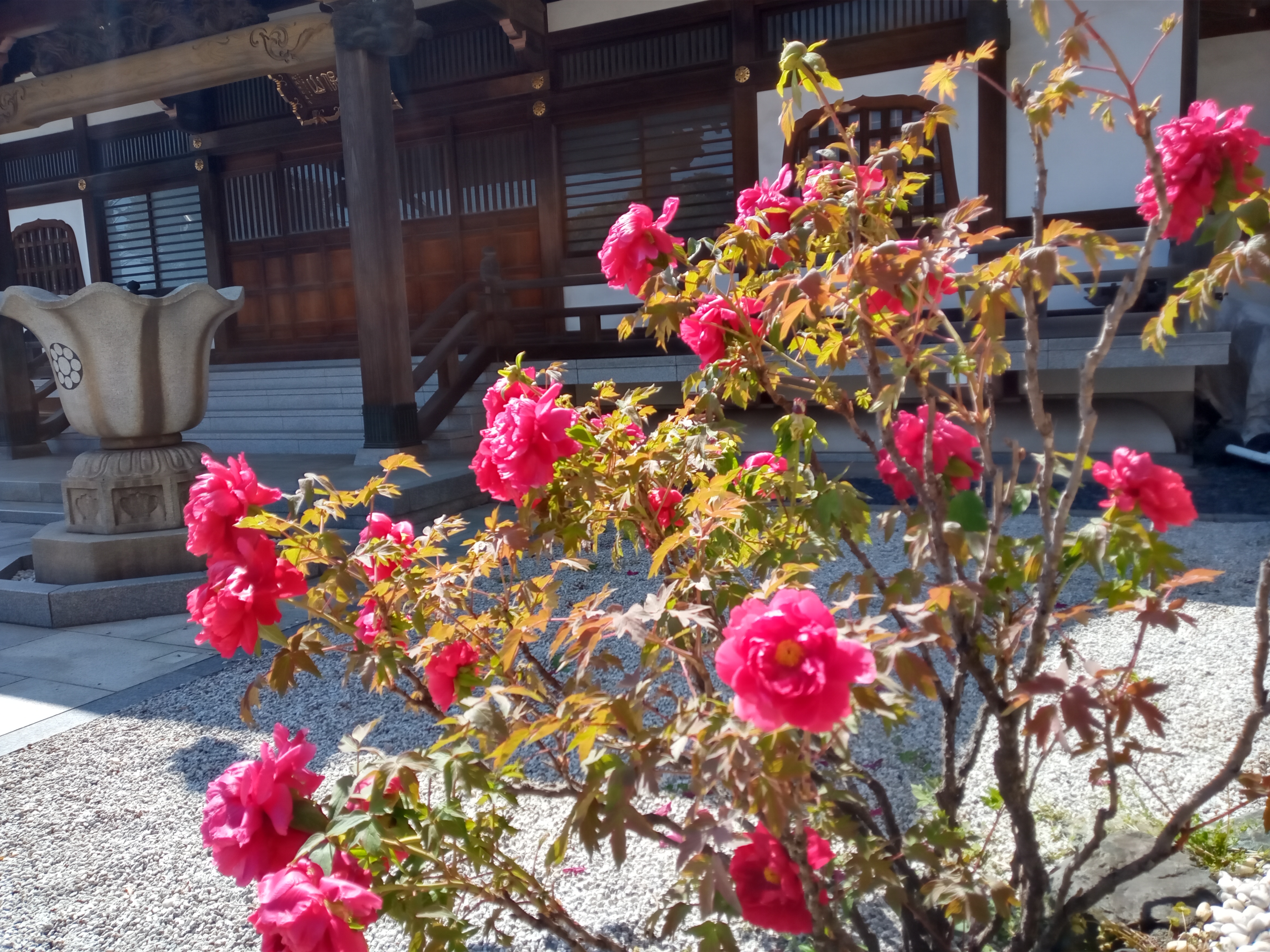令和５年高円寺に咲く牡丹の花