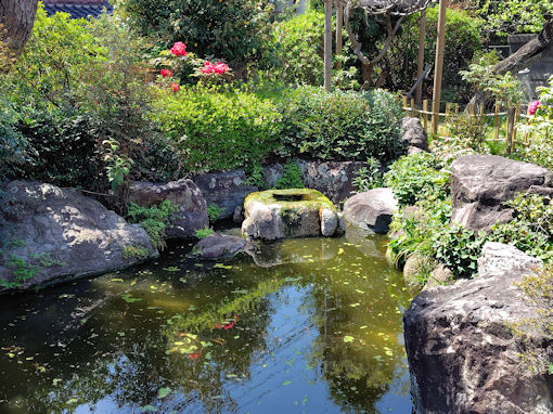 令和８年高円寺の池辺に咲く牡丹の花