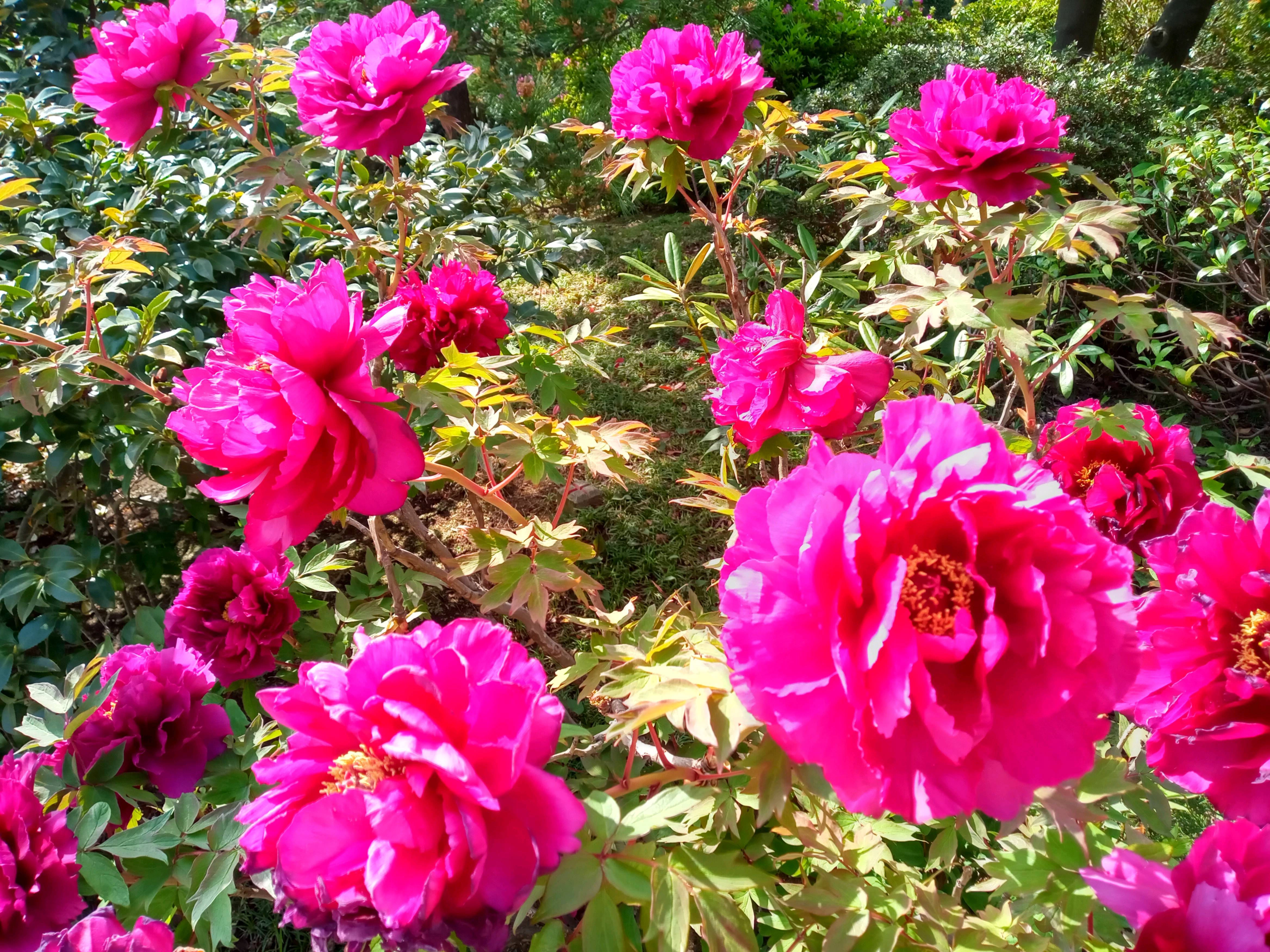 令和５年光明寺の牡丹の花