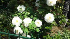 peonies in Hokekyo-ji