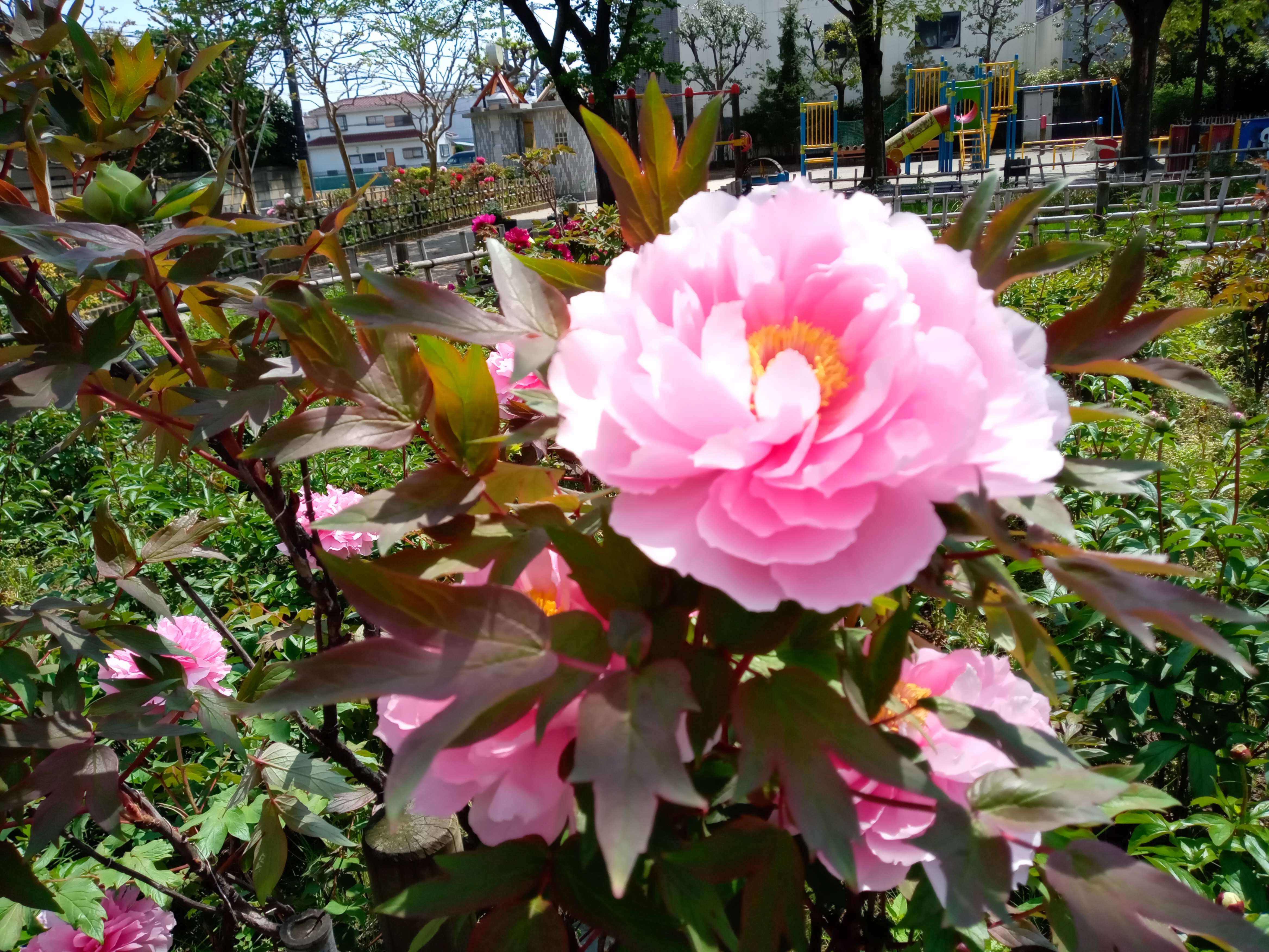 令和５年新堀しゃくやく公園に咲く牡丹の花