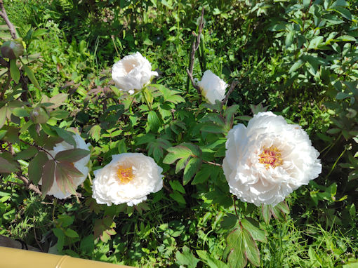 令和８年新堀シャクヤク公園に咲く白い牡丹の花