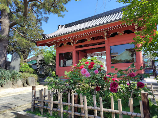 令和８年令和８年善養寺の牡丹園２