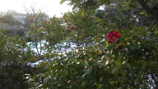 camellias in the heavy snow