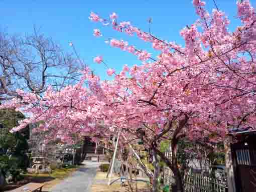 池泉院に咲く河津桜