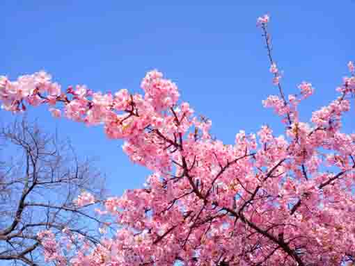 青空とピンク色の河津桜