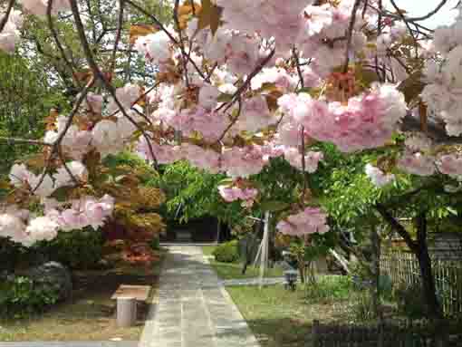 仁受山智泉院参道脇に咲く牡丹桜