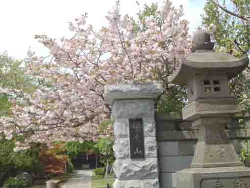 智泉院に咲く牡丹桜