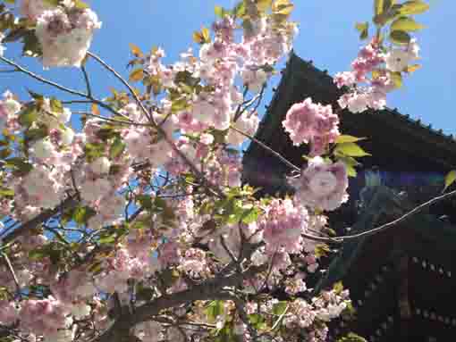 受山智泉院の牡丹桜と赤門と青空