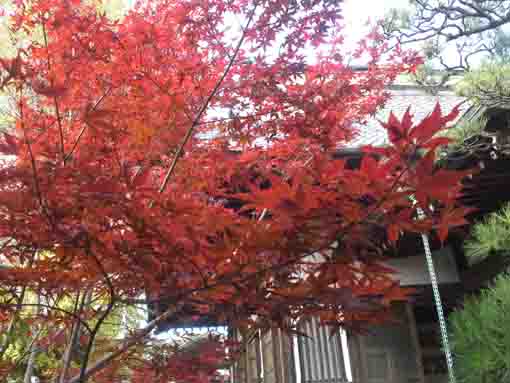 red maple leaves under the main hall