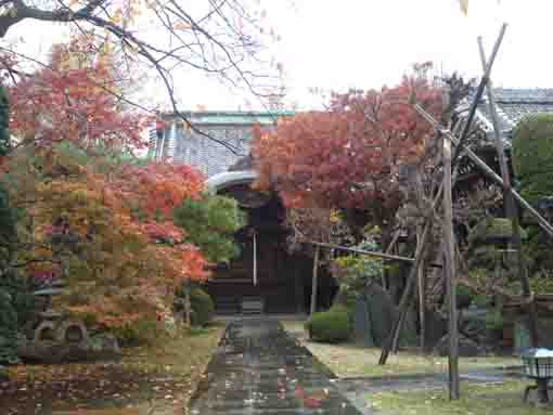 colored leaves in Chisenin