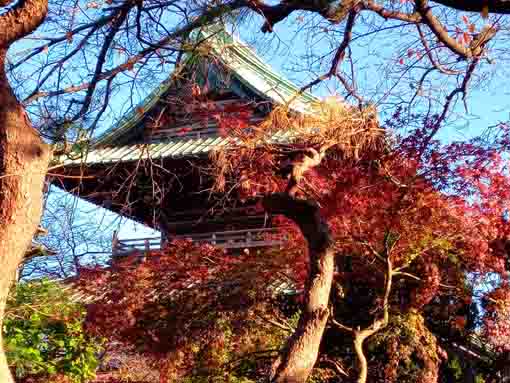 智泉院の紅葉